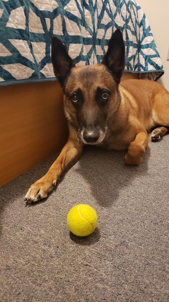 Can #K9 Vader get 25 more followers this Labor Day Weekend?  Help us break 1000!  This is best pouty face... <a href="/BrownDeerWIPD/">Brown Deer PD</a> <a href="/BrownDeerWI/">Brown Deer WI</a> @browndeerchief <a href="/journalsentinel/">Journal Sentinel</a> <a href="/CBS58/">CBS 58 News</a> <a href="/CommunityBark/">Community Bark</a> <a href="/OfficialLivePD/">Live PD on A&E</a> <a href="/FansofLivePd/">💙On Patrol Live Fan Group 💙</a> @LadiesOfLivePD <a href="/LivePdFans/">🔴#LivePD</a> <a href="/fox6now/">FOX6 News</a>