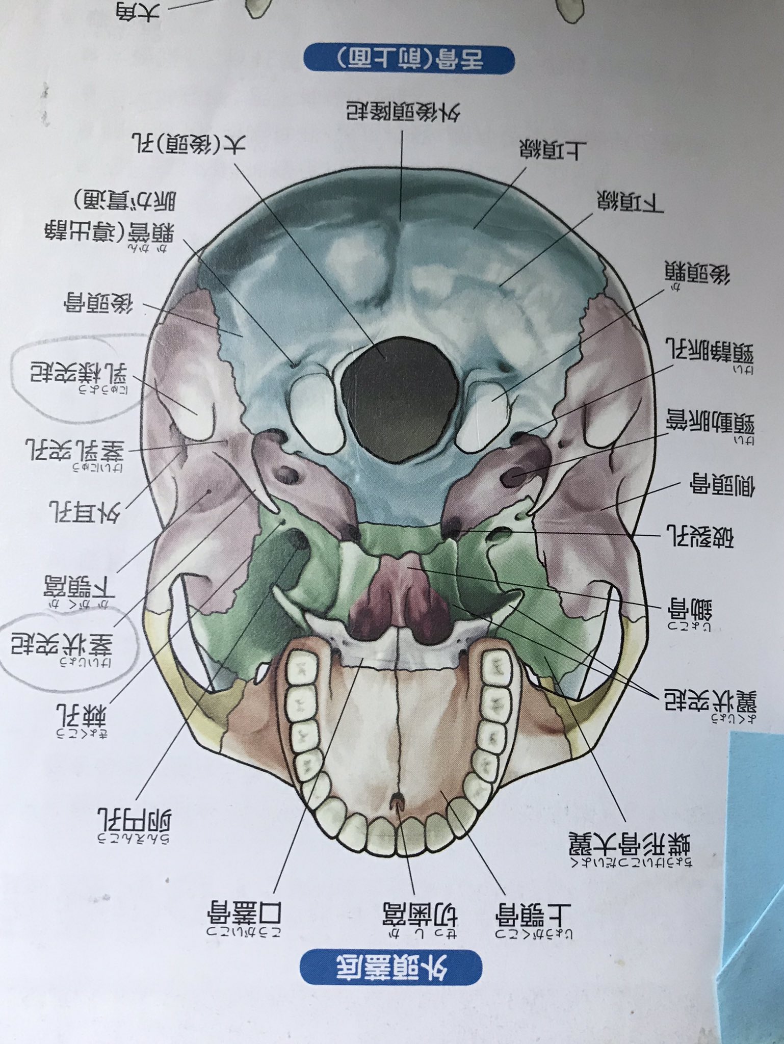 優ん庵 Pa Twitter ん やっぱ 立体模型がないと 凹凸の状態がわかりづらいな 側頭下窩 蝶形骨の翼状突起 上顎骨 翼口蓋窩 翼状突起と上顎骨体の間の裂け目 この翼状突起に 外側翼突筋 が付着 下顎骨の前方移動 開口 前方後方だけじゃなく 左右横動作もする