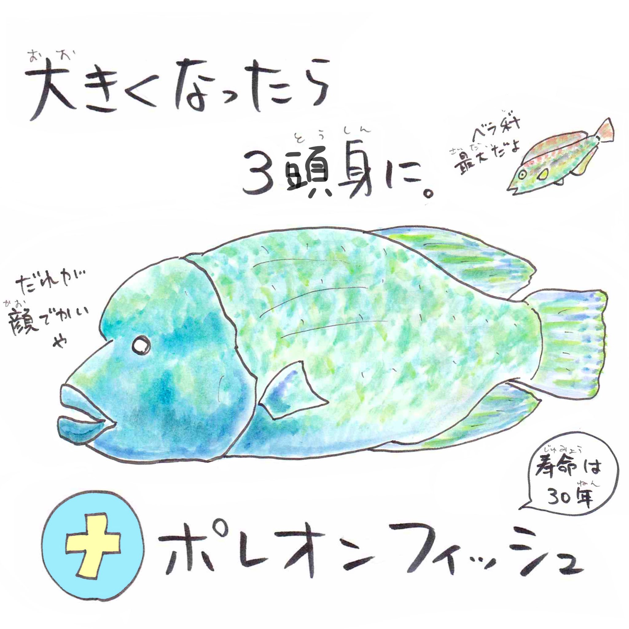 さかなのおにいさん かわちゃん ナ ナポレオンフィッシュ ダイバーに人気 ベラ科最大のさかな 頭のコブがナポレオンの帽子に似てることから命名されました 最終的にオスは3頭身になるよ あいうえおさかな ダイビング T Co 8zufnrelfb