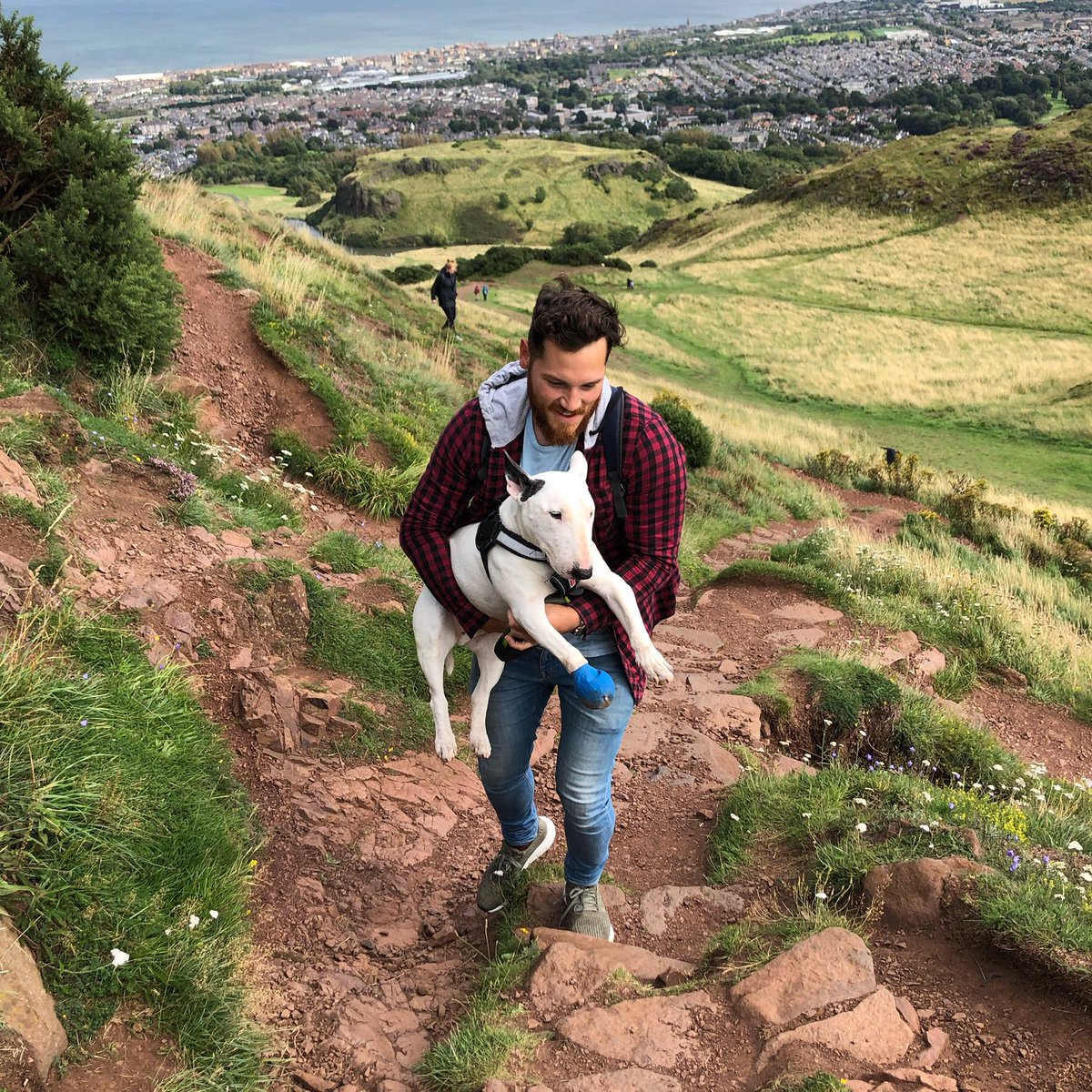 I made it all the way to the top and it was windy 🐾 ⛰ It still counts if your human (and brother) carried you to the top right?
.
.
#arthursseat #edinburgh #dogsoftwitter #edinburghfringe2019 #bullterrier