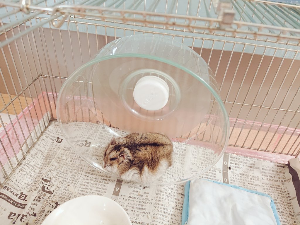 ハニー 徳島にかえりたい 回し車を新調してあげたら思ってたのよりでかくて しかも全く走らずにベッドとして機能している ハムスター好きと繋がりたい ハムスター ジャンガリアン ジャンガリアンハムスター