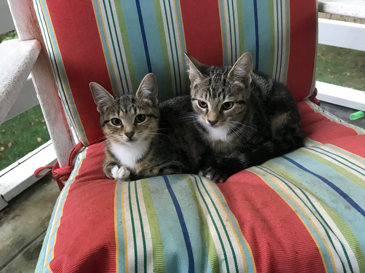 kennethanderson's tweet photo. You can adopt these two adorable bro-sis kittens at an adoption event tomorrow, Sat, 12 noon, at PetMac in Wash DC (Wisconsin &amp; Fessenden). They are so sweet - we've been fostering them for the last month. They are wonderfully social &amp; just long for cuddles. #CatsOfTwitter #cats https://t.co/avSkCTHLAv