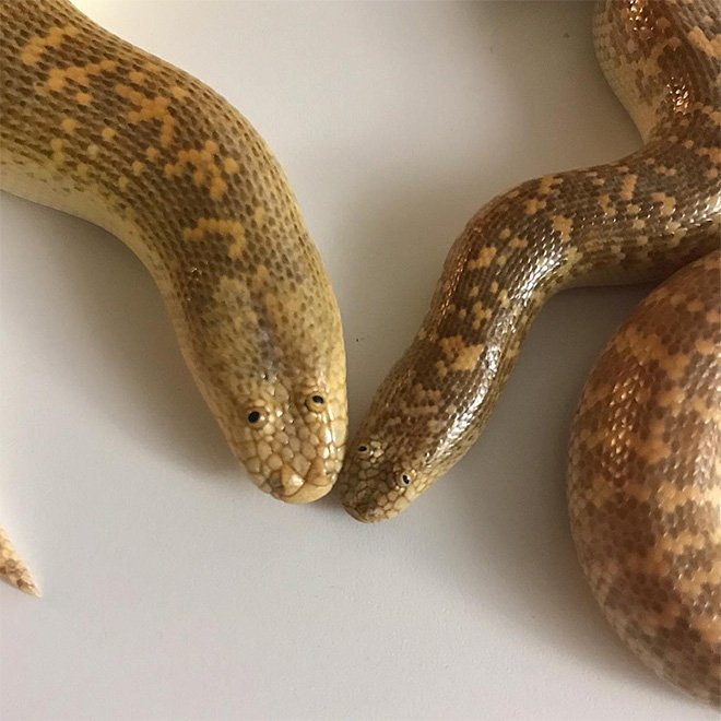砂で暮らすへび 目が上についててかわいすぎ