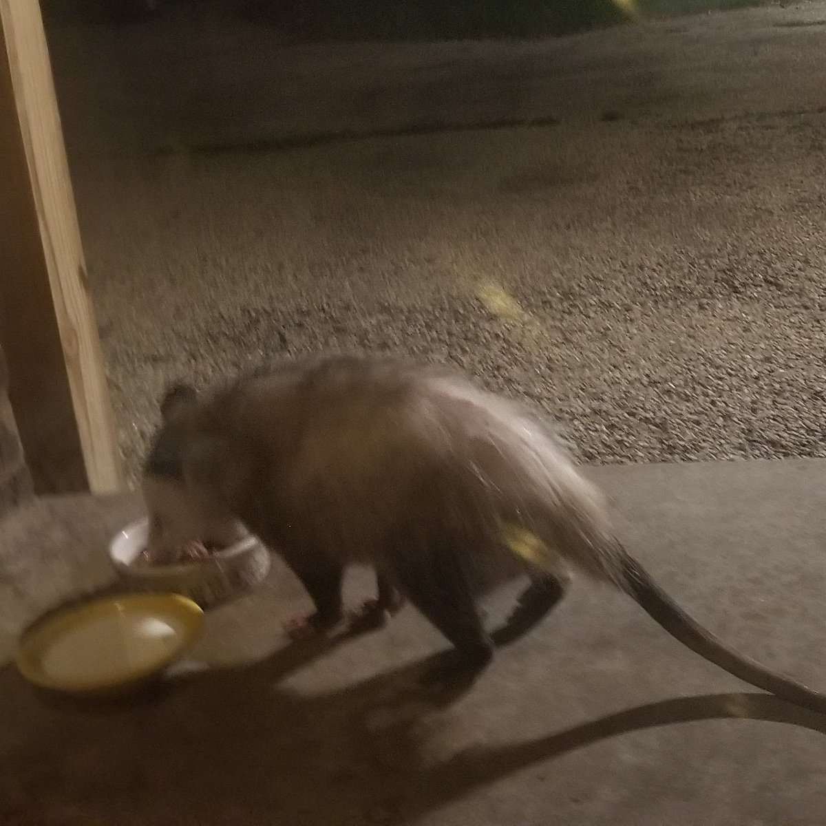 ZakariyaAliSher's tweet photo. My trash kitteh is back! โค
#opossum #opossummemes #possums #possummems #Didelphisvirginiana #possumcore #marsupials #animals #nature #wildlife #trashkitty #trashbaby #trashangel #nighttimevisitors https://t.co/7UIXP4oolv