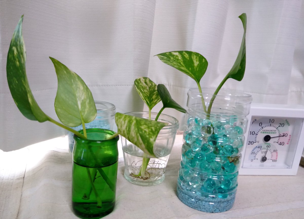 あきづき A Twitter ポトスをもう少し大きく育てたかったら 土に植え替えたほうがいいかなー ポトス ハイドロカルチャー 水栽培 あきづき A Twitter ポトスをもう少し大きく育てたかったら 土に植え替えたほうがいいかなー ポトス ハイドロカルチャー 水栽培