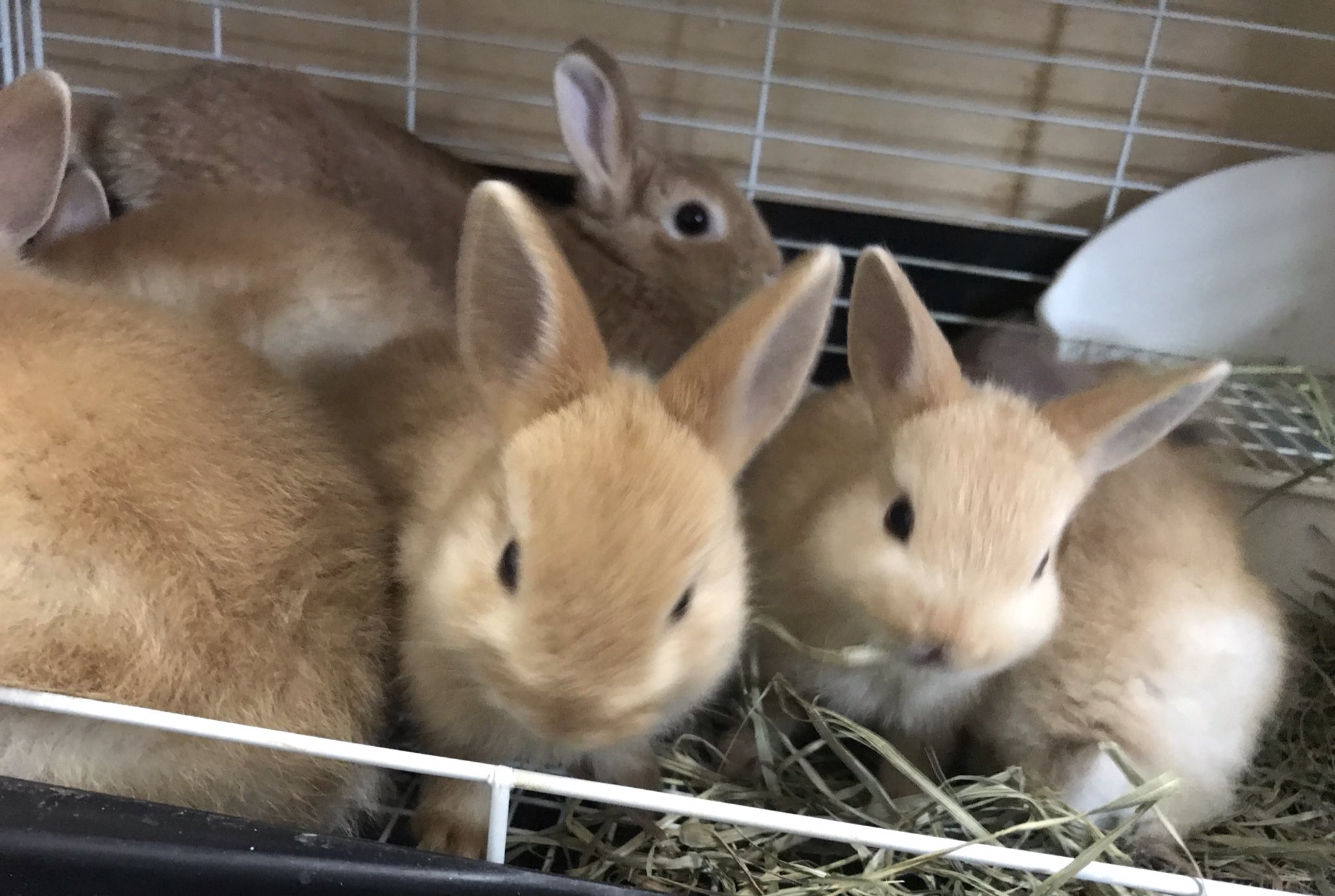 Uzivatel うさぎ専門店marron Na Twitteru ネザーランドドワーフの赤ちゃんと ホーランドロップの赤ちゃんがバックヤードに来ています ぜひ会いに来てみてくださいね うさぎ専門店marron東加古川店 うさぎ専門店 ホーランドロップ ネザーランドドワーフ