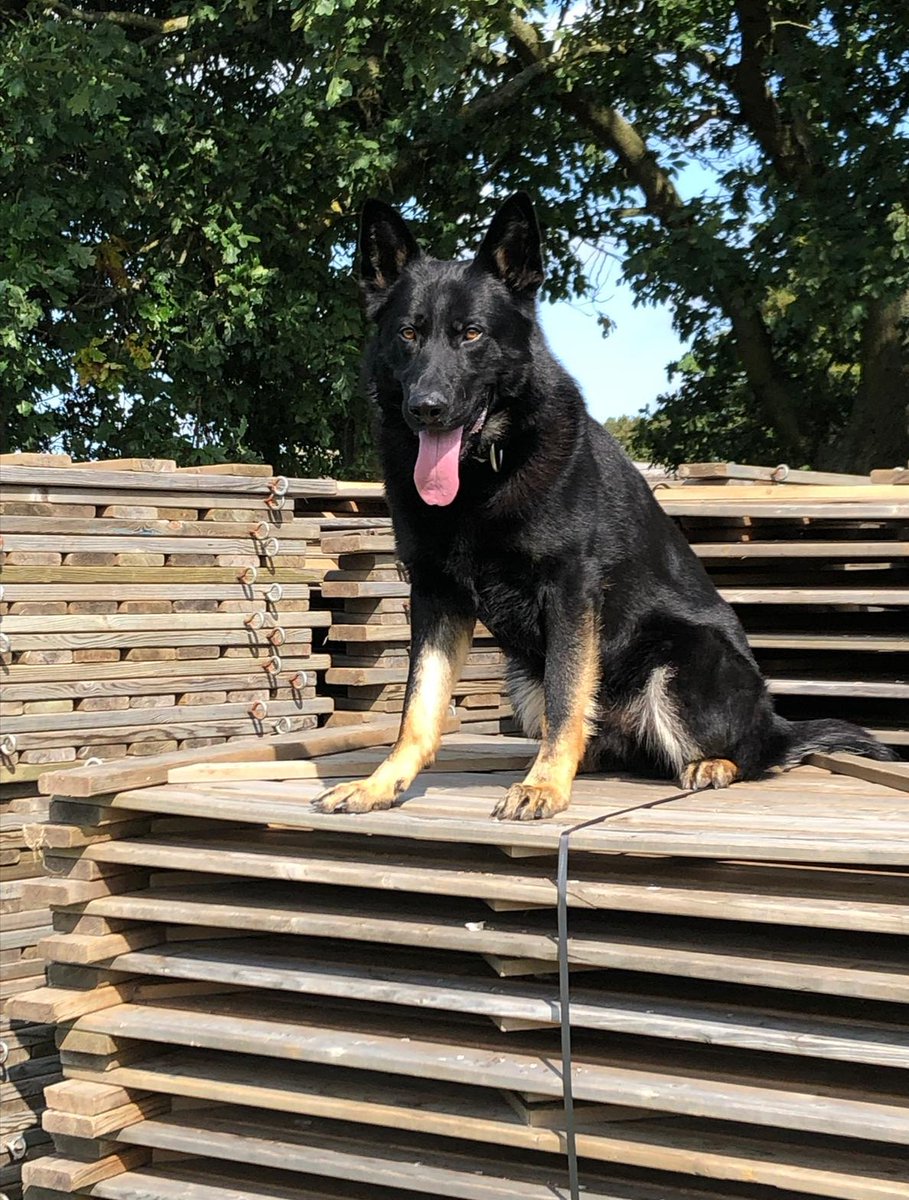 NSPoliceDogs's tweet photo. PD Gizmo stakes his claim as #TopDog. Called to assist @SouthNorfPolice to search for a high risk elderly misper. Search had been ongoing for a few hours before he arrived.
PD Gizmo deployed &amp; quickly locates the misper safe &amp; well seeking shelter within a car! 🐺💪🔥  #1694/68 https://t.co/hCmxpHBLAR