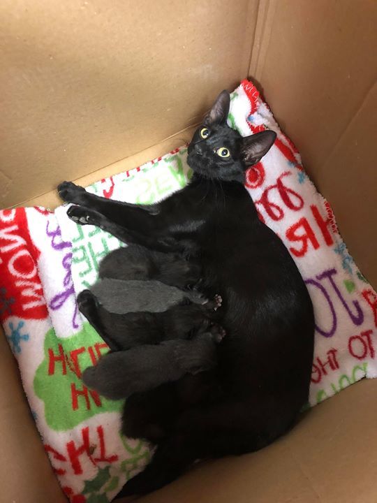 cobbkitties's tweet photo. ๐๐RESCUE AND PLEDGES NEEDED!!๐๐
This sweet FAMILY OF SIX arrived in a box and now need our help getting out of the shelter. The babies are only 2 weeks old. Please Share and Pledge to help them find Rescue! Please Help if you can!
*Goal: $600 ($10โฆ https://t.co/NEcvu8cC5o https://t.co/ckSiFhsz0t