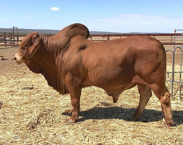 rockleybrahmans's tweet photo. Successfully collected semen out of Rockley LP Etheridge again π€ #385straws #wassoldout #semenforsale #rockleybrahmans #polledredbrahman #genomics #breedplan #cedwiseabservices #readyforcows https://t.co/cnAsK2xxYR https://t.co/44FpZPjpHe