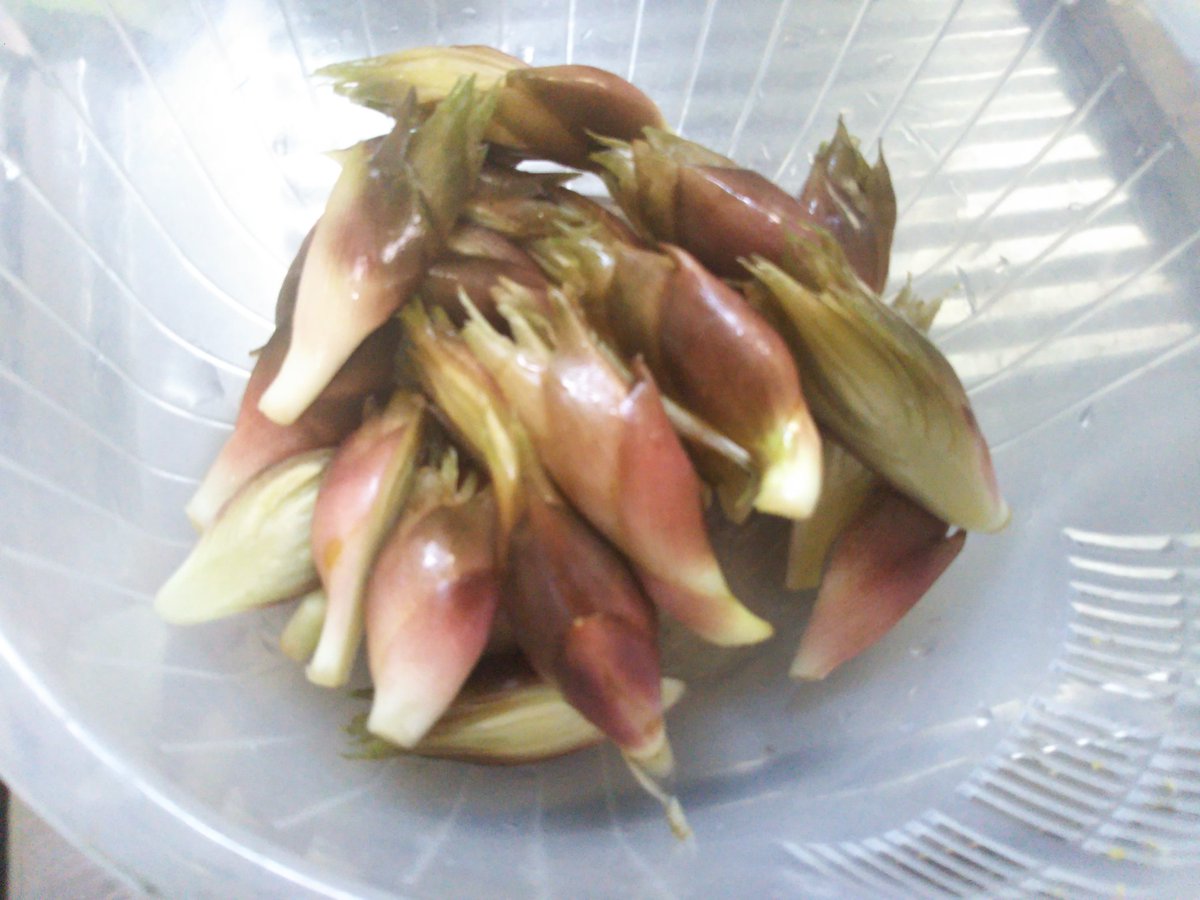 ぴぃちゃん ツレが頂いた ミョウガ 取り敢えず 天ぷら にしてみた ん まるでエビ揚げ 試食してみたら めっちゃ旨 ポン酢で食べると めちゃ旨い 羽咋市 神子原 みょうが