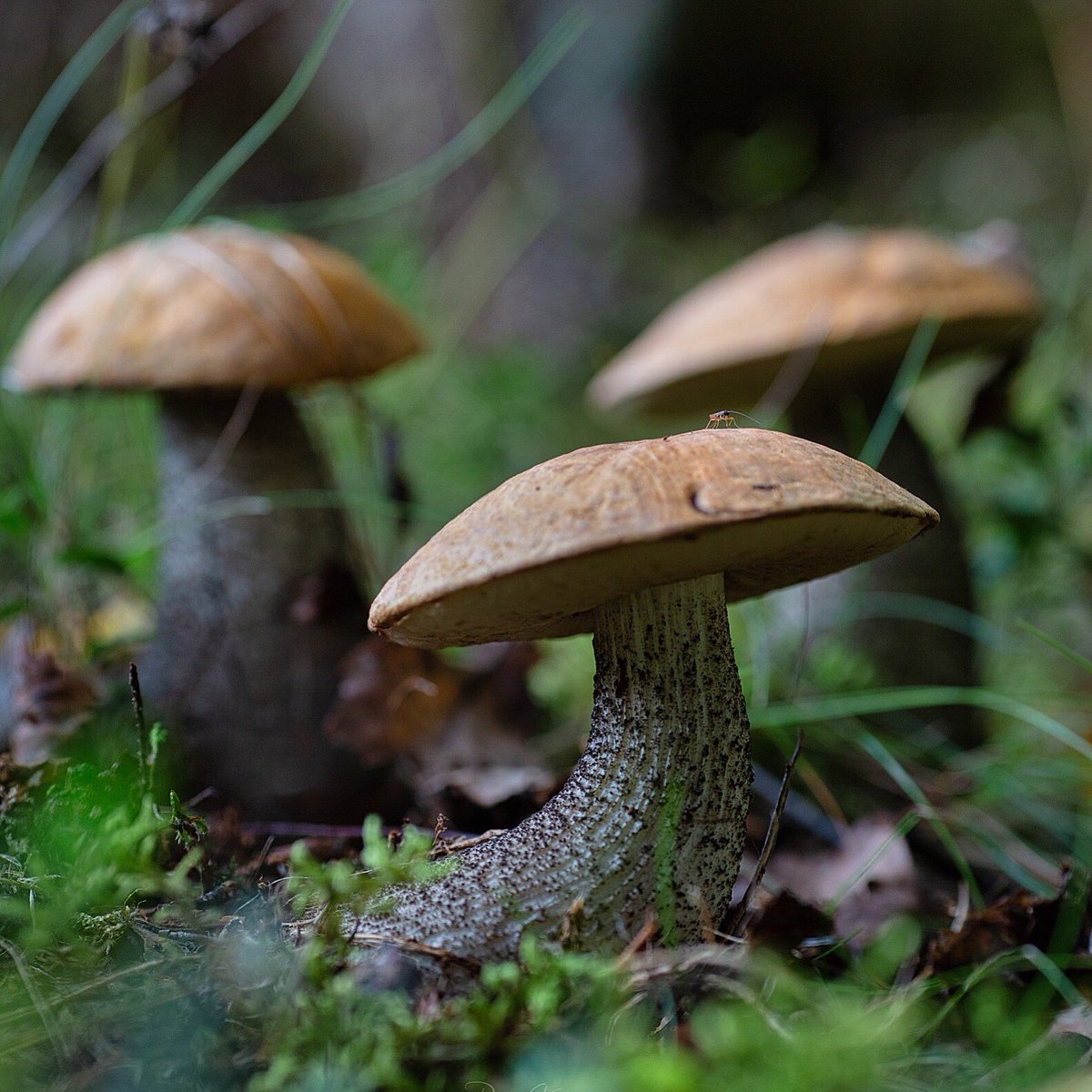 remokuningas's tweet image. Orange birch boletes

#mushrooms #Estonia #outdoors