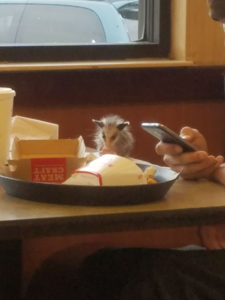 thinkin about that yelp review for an arbys in texas where someone gave the place one star because someone brought their possum in for a snacc