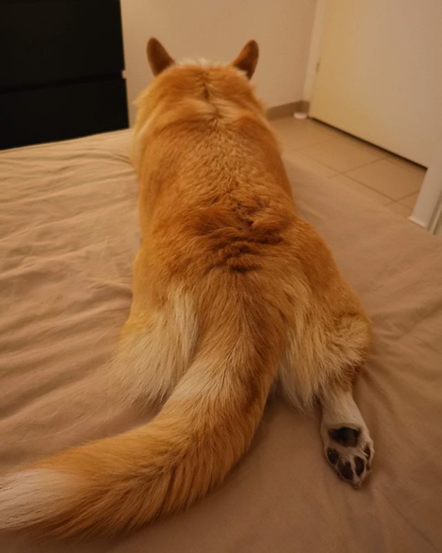 NuggetCorgi's tweet photo. Welcome to stumpsville.....
.
.
.
.
.
#corgi_nation #corgidog #corgi_of_instagram #corgibutts #corgimoments #corgilove #corgigram #corgigram_ #corgidaily #corgicrazy #corgiaddict #corgiplanet #corgicommunity #corgifeed #corgicuteness #corgibums #corgioft… https://t.co/BukgCFLkOG https://t.co/0pr7B0haD6