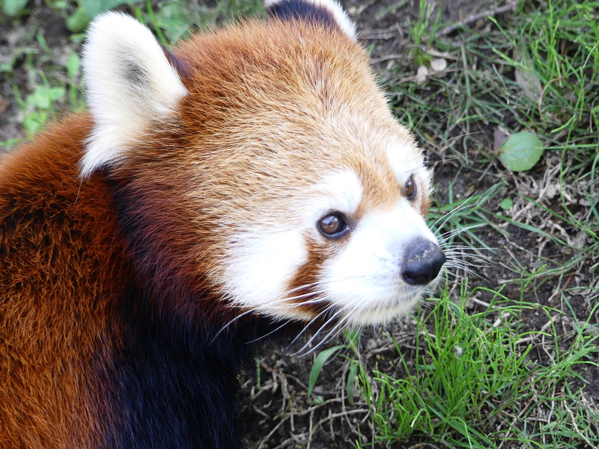 よにし A Twitter 鼻が高いイケメンです ティエンくん 八木山動物園 レッサーパンダ