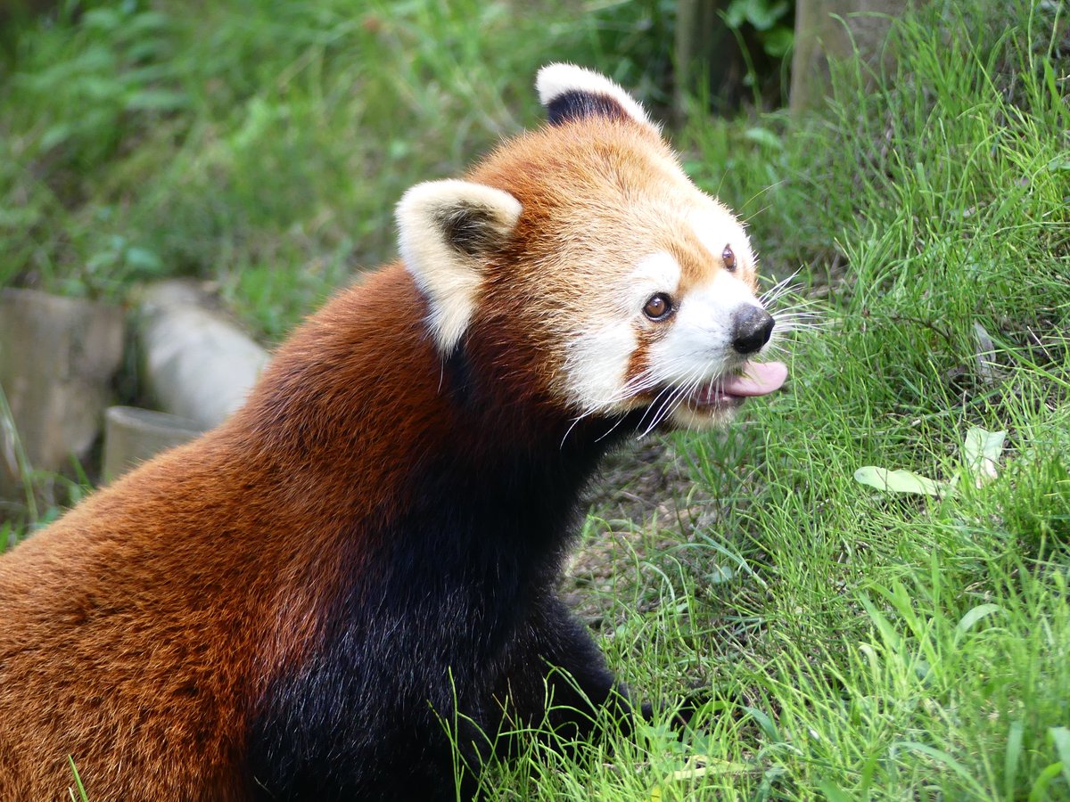 よにし A Twitter 鼻が高いイケメンです ティエンくん 八木山動物園 レッサーパンダ