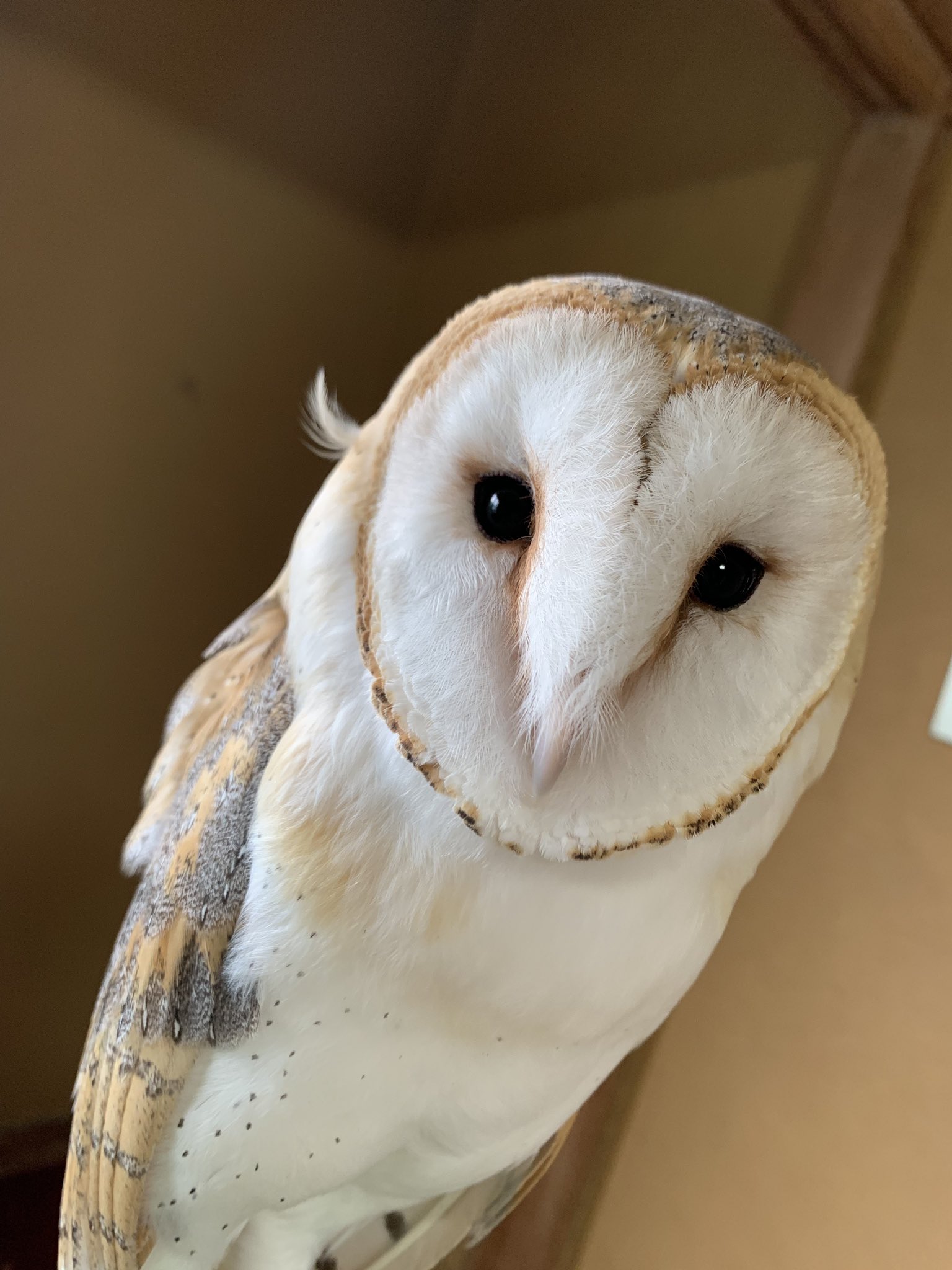 カントリーレイクシステムズ ラプターズ Country Lake Systems Country Raptors Twitter