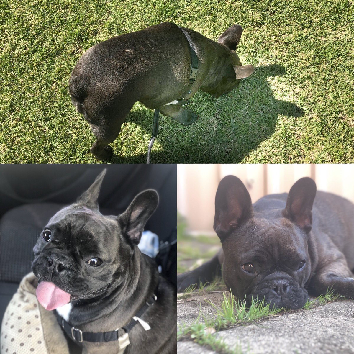 SusanLilyOz's tweet photo. I've been practicing some obedience tactics from @GraemeDogfather . Today it was the long lead at the park. Molly did really great at learning & I wasn't too bad at the teaching bit ๐ #looselead #DogsofTwittter #stayedwithme #mollywombatfrenchie โ
โ
๐พ๐ถ๐พ๐ https://t.co/BnYJTtkQzM