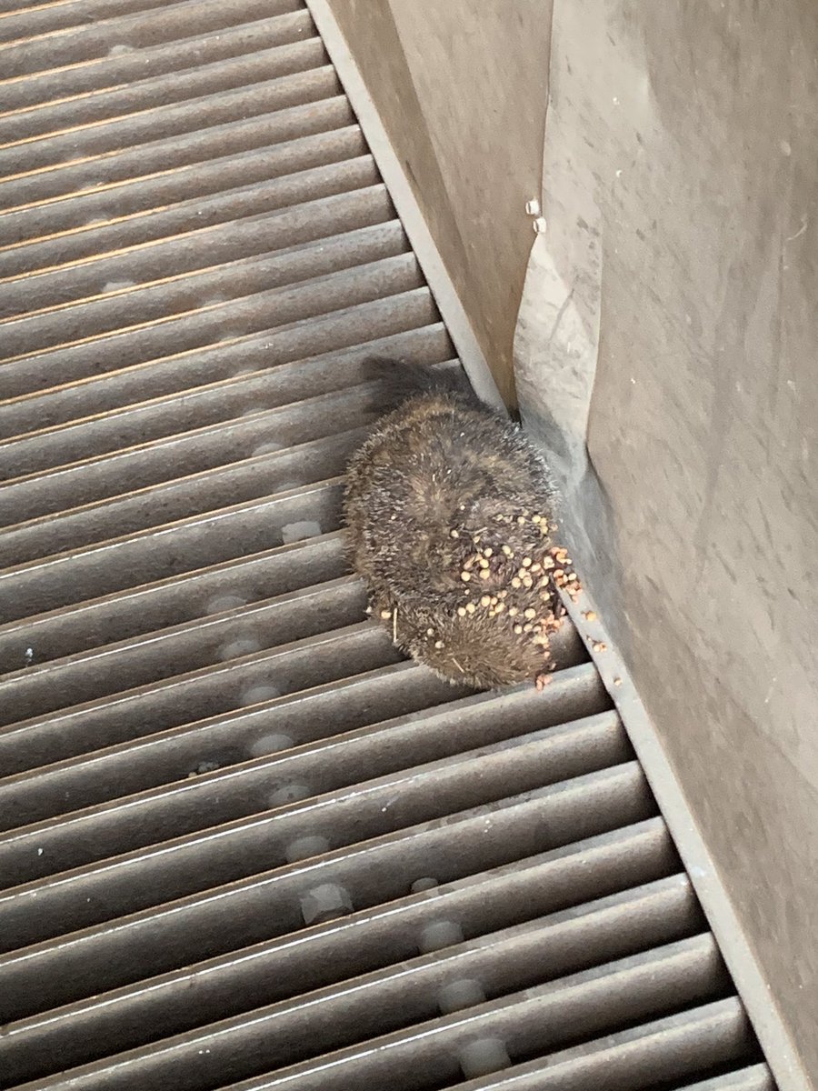 mnfarmboy's tweet photo. Someone left a critter at the soybean plant today....... It's always interesting to see what surprises people leave.
#beans #funsurprise https://t.co/7VsBtJZ6pQ