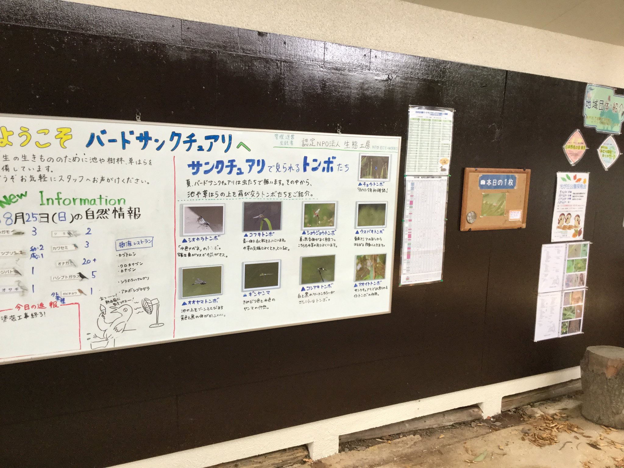 都立光が丘公園 No Twitter 光が丘公園バードサンクチュアリは今日明日と開園しております 野鳥観察以外にもいろいろないきものの紹介や企画を行っていますので 夏休み最後の土日是非お立ち寄りください