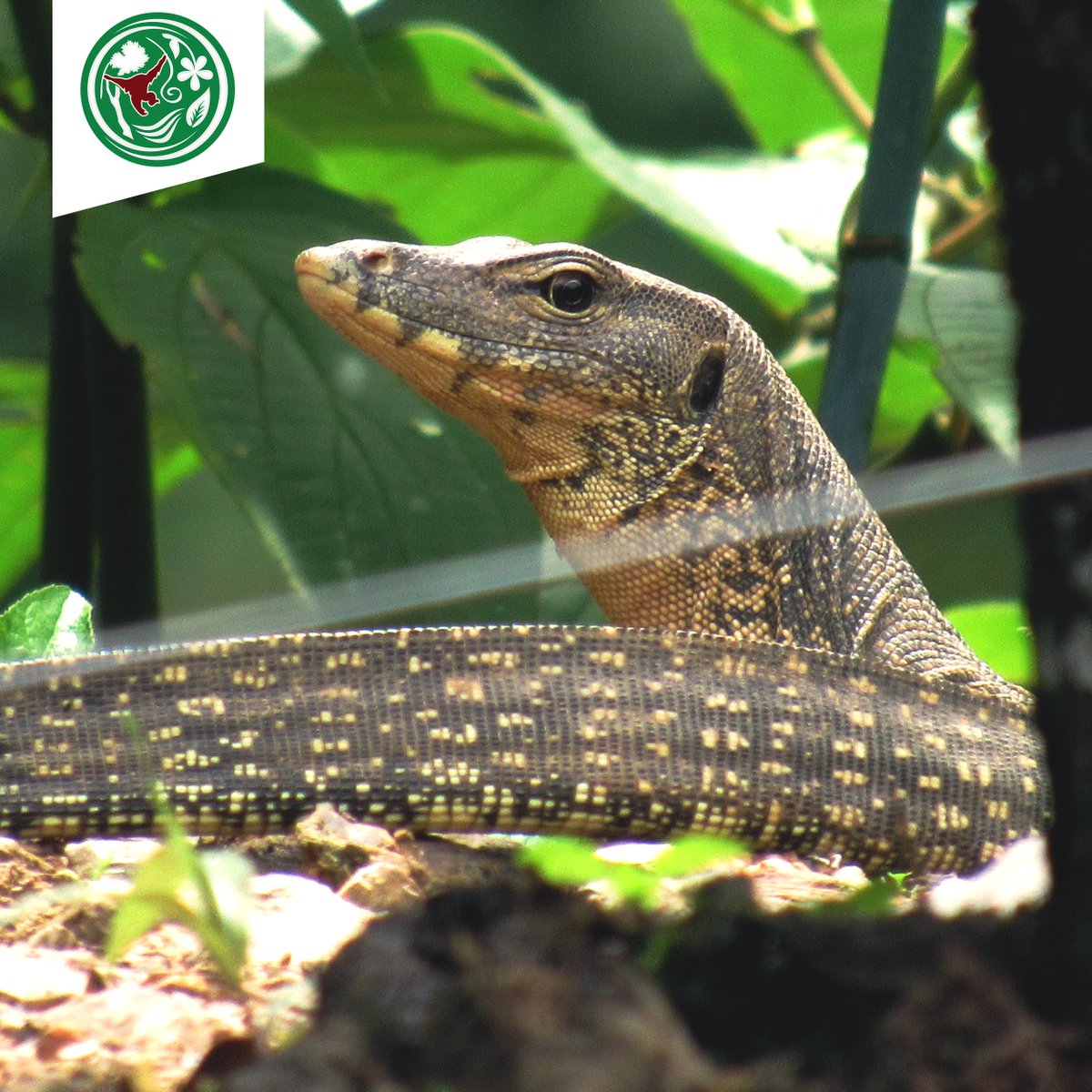 orangutanku's tweet photo. #Forest4Orangutan: You can find #watermonitors in swamps, rivers, forests, and even in towns and cities! They are active during the day, typically on forest floor or swimming in the water, feeding on invertebrates and small vertebrates!

#SaveOrangutans #Biodiversity #KJ7 https://t.co/jXVUuHk6VD