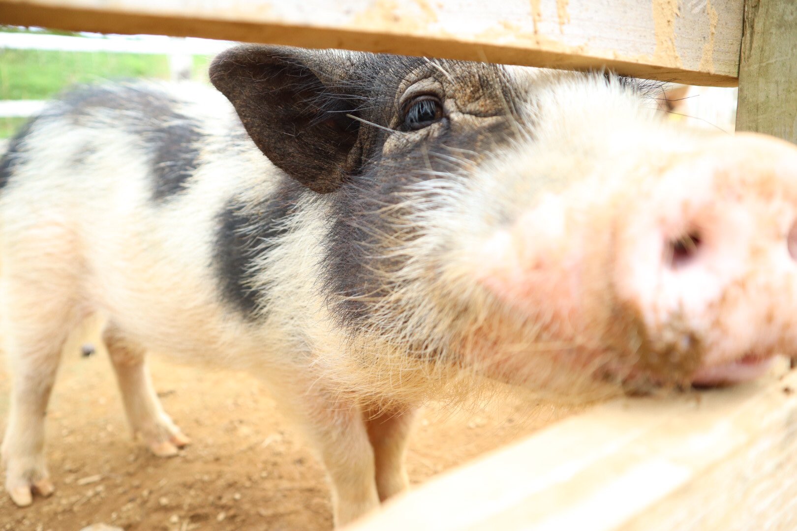 成田ゆめ牧場 在 Twitter 上 牛柄のミニブタさん ウシマロちゃん ふれんzoo広場内ブタさんのお家にて会えるよ 成田ゆめ牧場 動物 ブタ ミニブタ 牛柄 可愛い 成田 ゆめ牧場 牧場 ソフトクリーム ヨーグルト 牛乳 花 キャンプ T Co