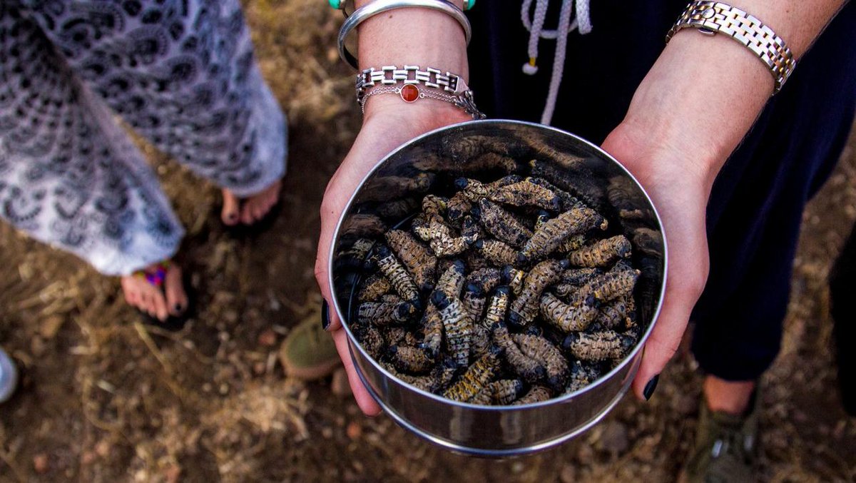 TuliLodge's tweet photo. Keen to taste some local cuisine? How about a Mopane worm as a sundowner snack… Book your stay at Tuli by emailing reservations@tulilodge.com
Photo by Exotic Yoga Retreats
#TuliSafariLodge #botswana #mopaneworms #visitTuli #wildlife #luxurysafari #vacation #theTuliexperience https://t.co/I2rWFWc1NN
