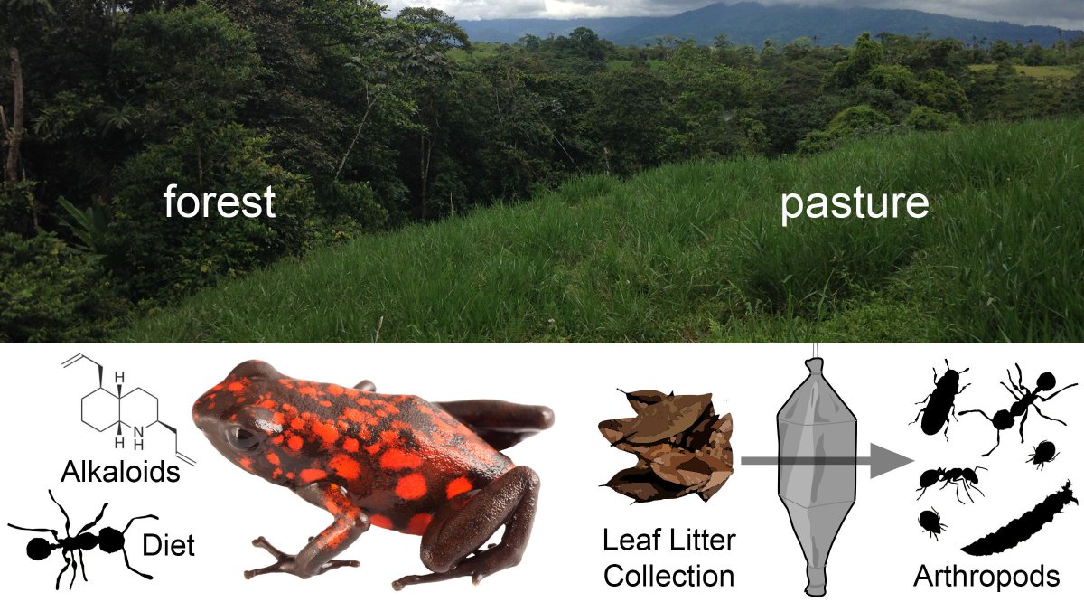 Super proud of this paper with  @DA_Don_Oso and  @arcasapos: Land use impacts poison frog chemical defenses through changes in leaf litter ant communities  http://disq.us/t/3hwhwtu  #NSFfunded1/8