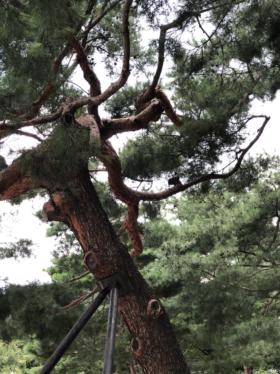 While the <a href="/mybmc/">माझी Mumbai, आपली BMC</a> decides to hack 2700 trees &amp; the Brazilian President burns up the Amazon rainforest..in a garden in Seoul, Korean authorities have made a special support brace for an old bent tree so it can live. 
When will we start taking the gift of life seriously? #saveaarey