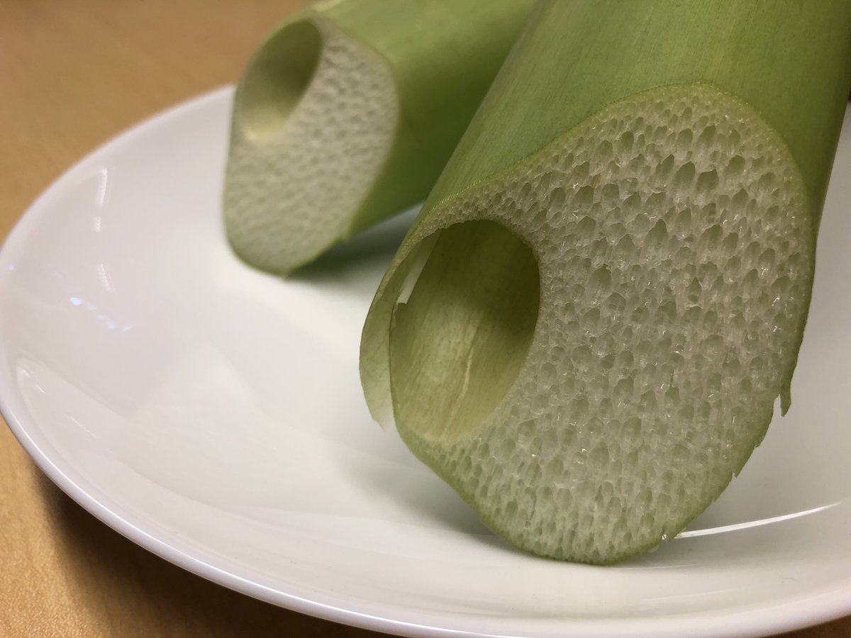 こうち旅広場 高知の観光情報 高知なのにリュウキュウ このあたりでは リュウキュウ と呼ばれる はす芋 は シャキシャキ歯ごたえの高知の特産品 酢物や煮物 時にはお寿司のネタにも変身します 皮をむく時は痒くなる場合があるので ビニール手袋