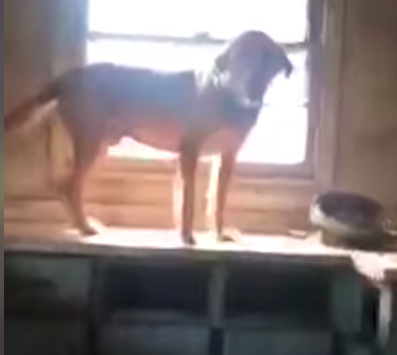 captsingh's tweet photo. #HurricaneDorian Please Note:
Florida Bill Makes Abandoning Dogs During Hurricane Season a Misdemeanour https://t.co/CVlx3qIaSK
