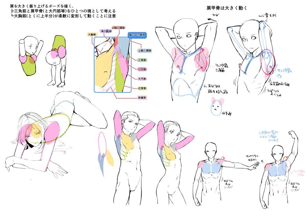 お絵かき講座パルミー 添削キャンペーン実施中 V Tvittere 腕を上手に描く為には 肩の筋肉や肩甲骨を理解することが重要 まずは両腕を後ろに組んだポーズで練習してみましょう٩ ۶ 7日間の無料お試し実施中 絵が上手くなる方法を学ぼう T Co