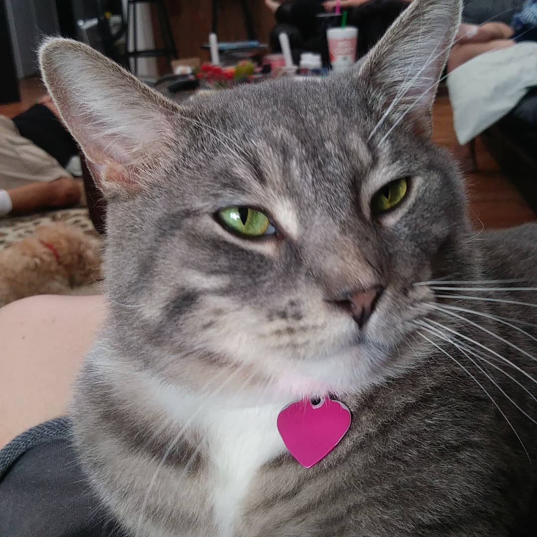 HLStylinson0928's tweet photo. I've got such a handsome furbaby 🐱❤ #Furbaby #furmomma #ScorpioQueen♏👑 #Myfatman #CocoBean #Coby🐱❤ https://t.co/meUieF1W7K