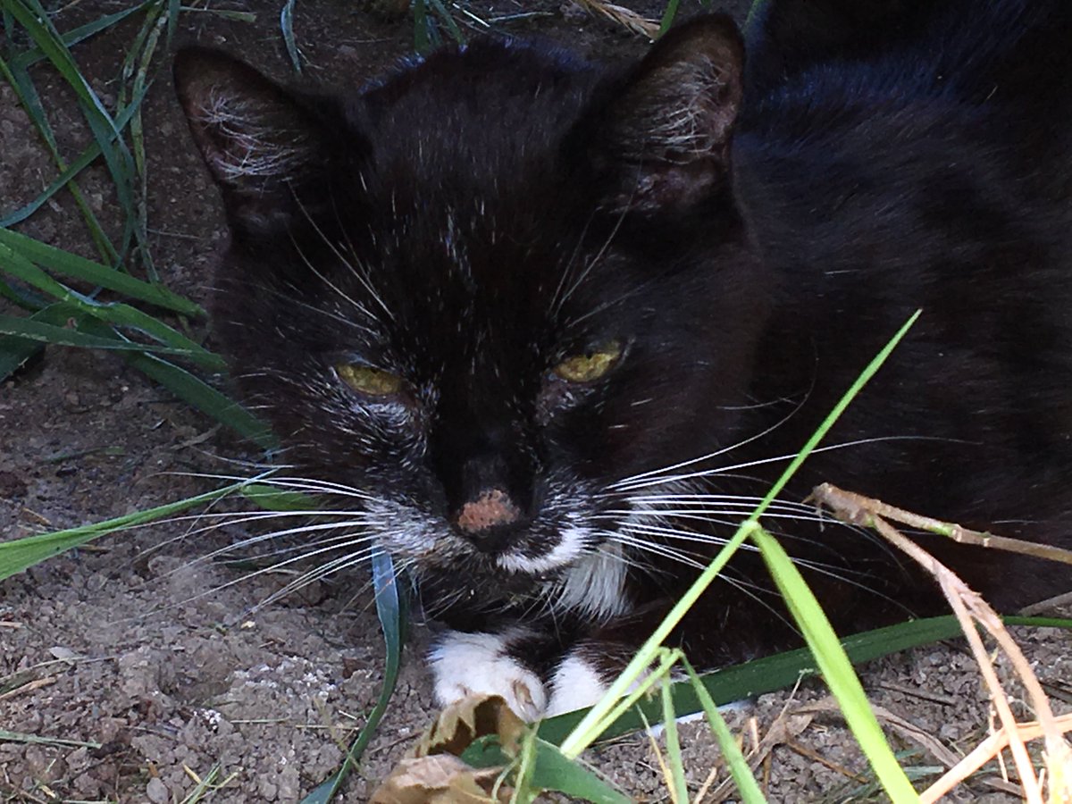 Kicking off the long weekend in style.  Found this cozy spot in the sun for a little cat nap.
#weekendvibes 
#longweekend 
#solongsummer
#CatsofTwitter