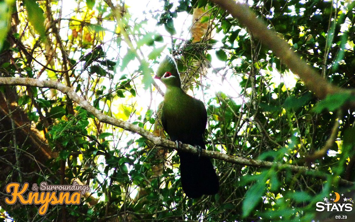 StaysCollection's tweet image. Knysna &amp;amp; it's surrounds are the home of the famous Knysna Lourie. The Knysna Lagoon is famous for its oysters &amp;amp; is also home to the rare sea-horse, the "Hippocampus capensis"

knysnastays.com
#stays #Staysselect #localvenues #travelsouthafrica #Southafrica #Knysna #Lourie