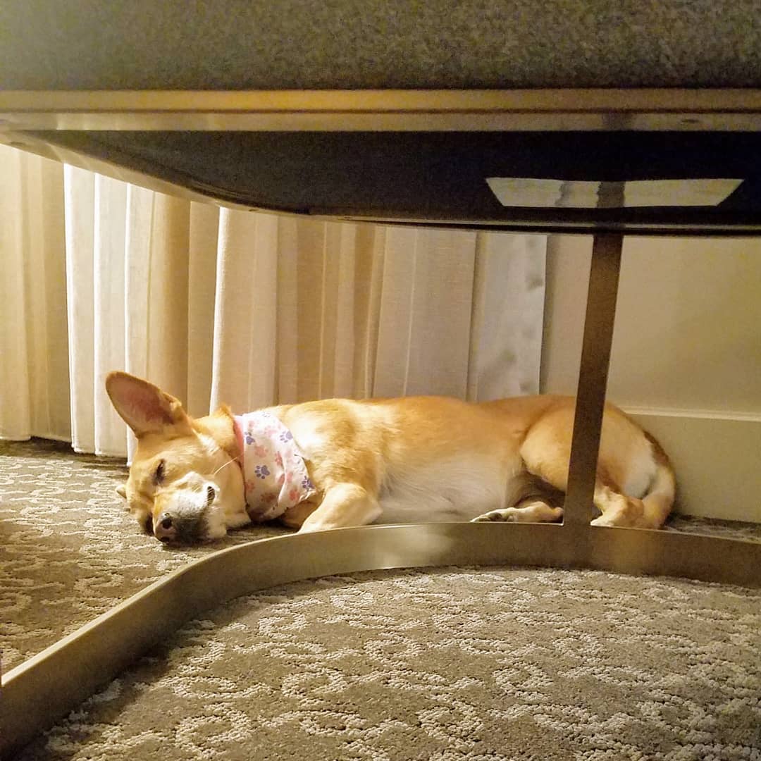 Pub Dread pup takes #Denver!
Trixie had her first city experience, and despite being the worlds most nervous dog, she did awesome!
We're loving our new location and can't wait for more #adventure!

#TrixieMae #pubdreadpups #Colorado #wildwildwest