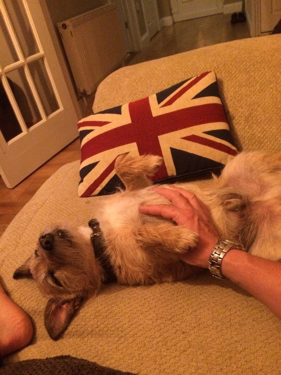 AzTerrier tweet picture