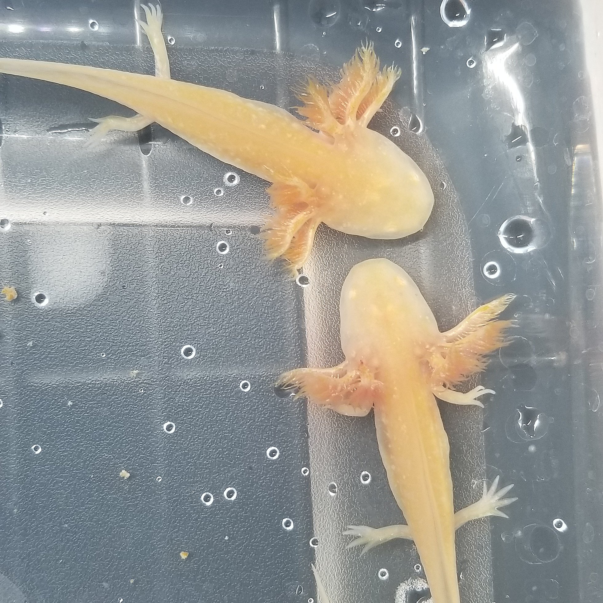 Diddles Axolotls Juvenile Golden Albino Axolotls For Sale Message Me Today Axolotl Axolotls Axolotlsforsale Exoticpets Aquaticpets Salamanders Pets T Co Ysily674kh Twitter