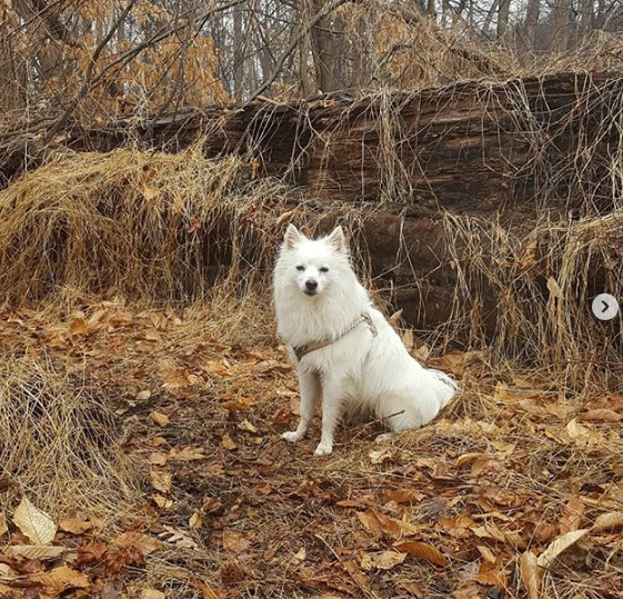 DogEskimon's tweet photo. #dogslover #dogsofinsta  #dogsforlife #dogsmile #dogsarefamily https://t.co/FzsqRHLeTY