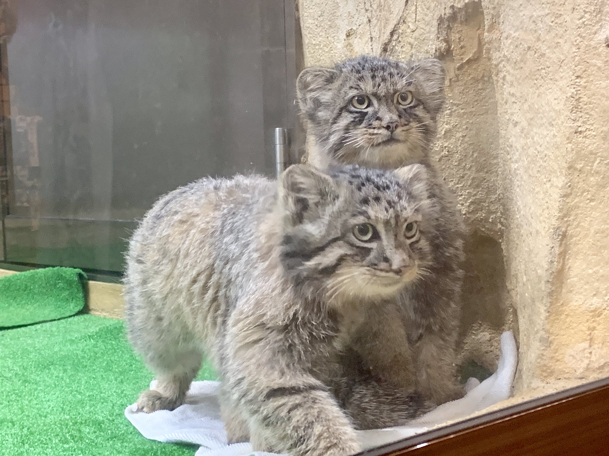 マヌルネコが可愛い 特徴と生態 人間との関係 魅力とは 副業のススメ