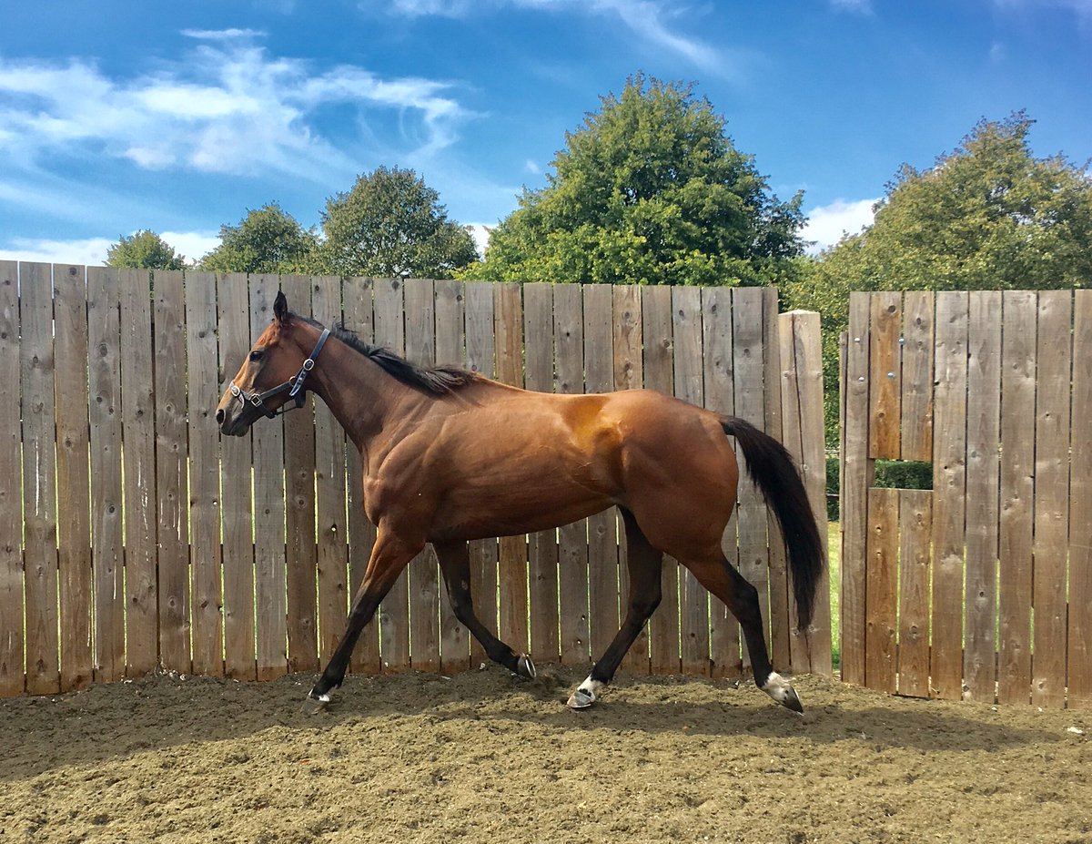 JohnWathenBerry's tweet photo. Late morning @NewmarketGallop and it’s a v pleasant 22 degrees as #SacredSprite plays in the lunge-ring. She seems to have come out of her race at @BathRacecourse midweek v well @RafflesRacing https://t.co/9RfoS4Jrx8