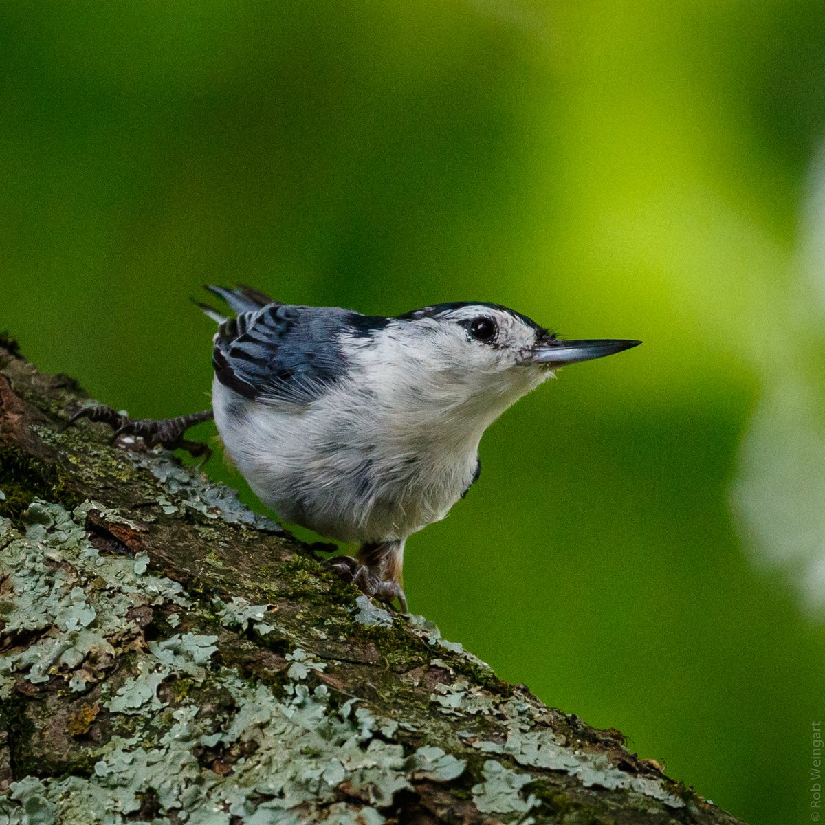 subtraho's tweet photo. Curious Nuthatch

#whitebreastednuthatch #nuthatch #seedsplease
#wildlife #wildlifephotography #birding
#birds #birdtwitter #birdsoftwitter
#TwitterNatureCommunity
#TwitterBirdCommunity https://t.co/u7NW5AIpSE