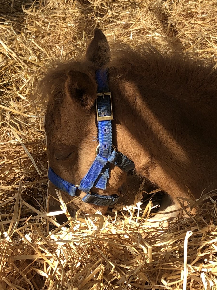 MdEquines's tweet photo. Saturday snoozing but we will be ready to see you in Horseland when the fair opens at 9! #horseland #marylandsminiatures #marylandstatefair https://t.co/U640dSAibP