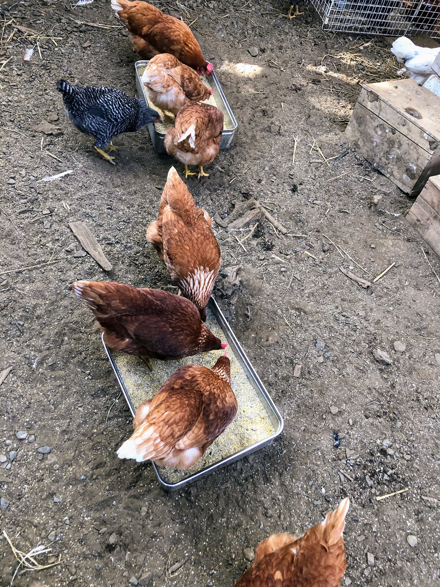 ニワトリは飼うと可愛い Twitter Search Twitter