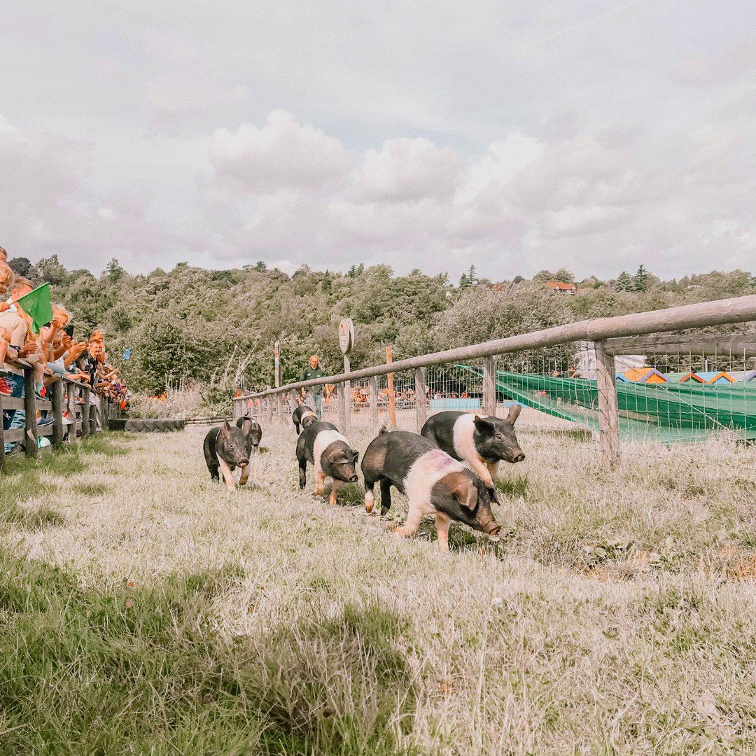 BockettsFarm's tweet photo. Ready, set , OINK  🐽 

#piglife #exercise #happyanimals #itsapigslife #happypiggies #farmfun #farmlife https://t.co/fezOBVOUOR