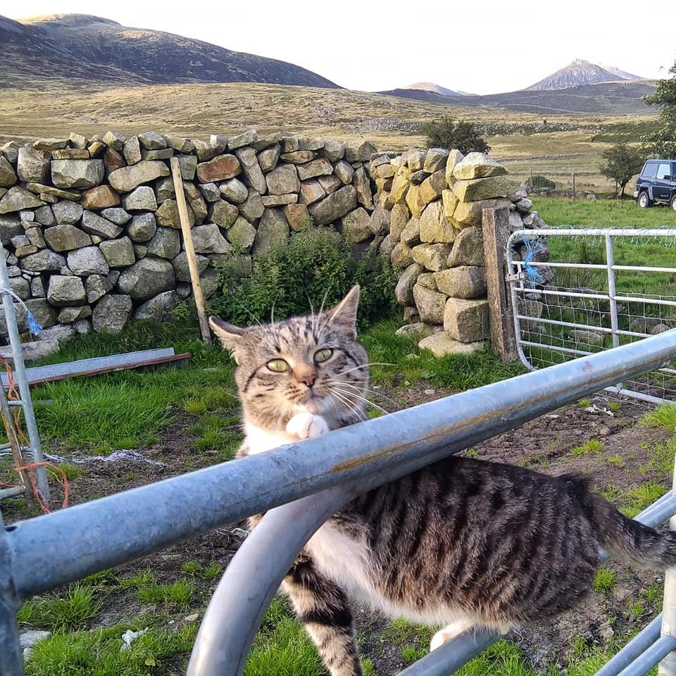 Beautiful Mourne Mountains, Co Down, N  #Ireland. Mournes are made up of 12 mountains with 15 peaks & include the famous Mourne wall (keeps sheep & cattle out of reservoir)! Area of Outstanding Natural Beauty. Partly  @NationalTrustNI. : Daniel Mcevoy (with lovely cat!)  #caturday