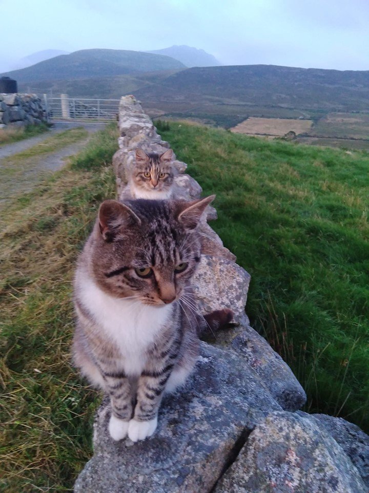 Beautiful Mourne Mountains, Co Down, N  #Ireland. Mournes are made up of 12 mountains with 15 peaks & include the famous Mourne wall (keeps sheep & cattle out of reservoir)! Area of Outstanding Natural Beauty. Partly  @NationalTrustNI. : Daniel Mcevoy (with lovely cat!)  #caturday