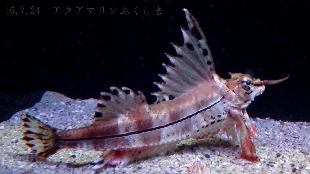 魚 シガテラ 海水 【沖縄県産海水魚販売シガテラ】