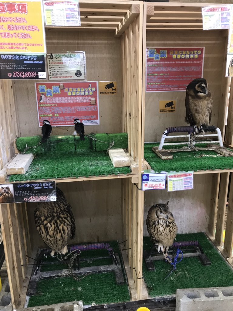 Ny カブトムシの餌を買いに立ち寄ったダイキのペットショプで発見 間近で見ると惹きつけられます ダイキ 動物の森 ペットショップ フクロウ T Co Tcdesbyu0w Twitter