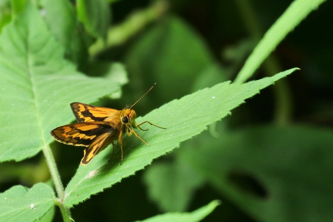 漱石枕流 この辺りでよく見かける セセリチョウ を３種類集めてみました 撮った日はそれぞれですが 場所は同じシチヘンゲ 七変化 の花の近くです １枚目から キマダラセセリ チャバネセセリ イチモンジセセリ の順です 昆虫