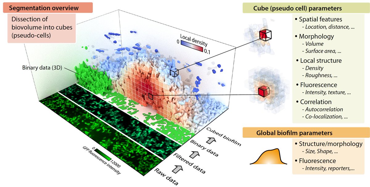 RaimoHartmann's tweet photo. Very happy to see that Eric, Hannah and all the others involved did a great job in finalizing #BiofilmQ! Check it out and use it to quantify your bacterial biofilms: https://t.co/hiFvaQgZho https://t.co/GTjlNGxTEU